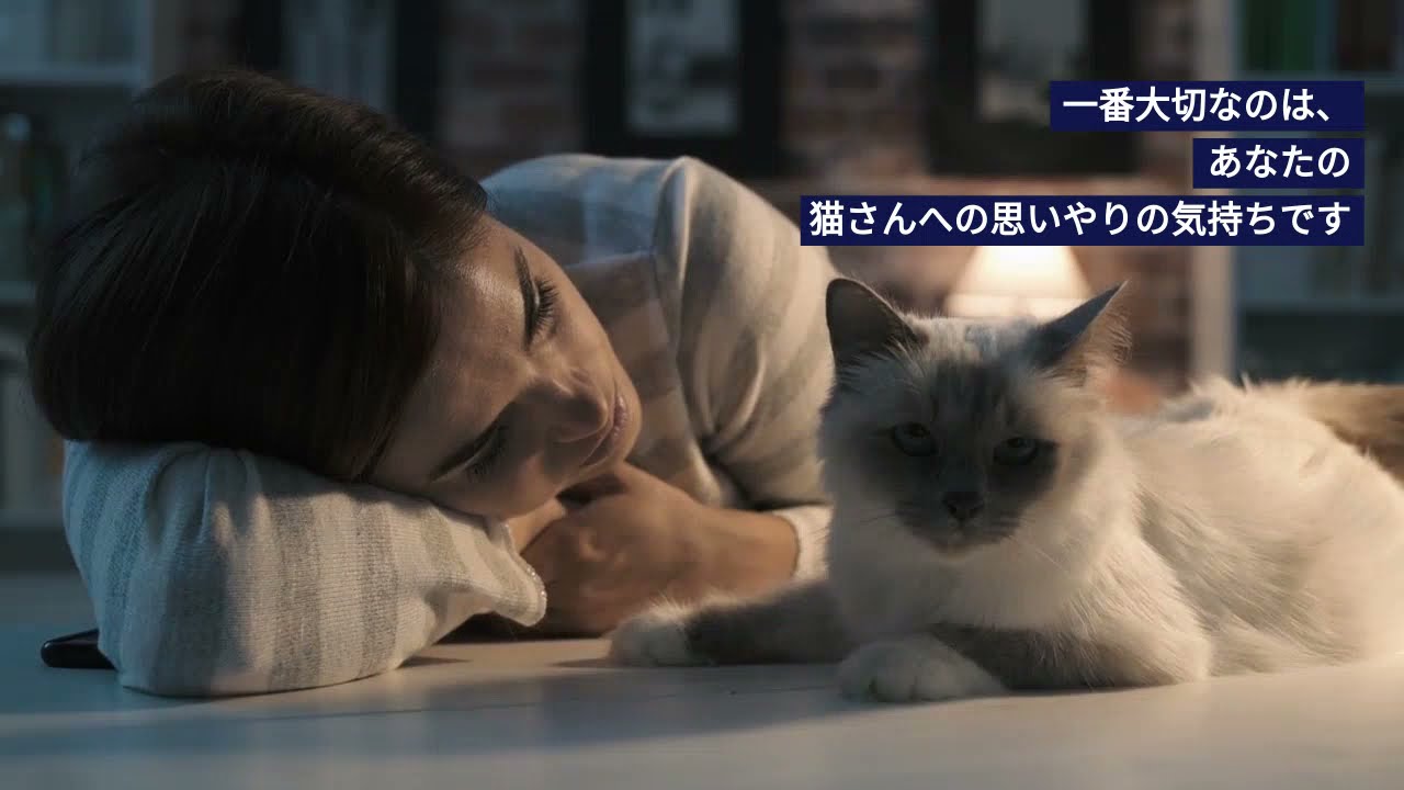 【猫オーナーさま必見】フレキサディンアドバンス猫用　Vol.4