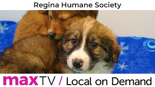 The Regina Humane Society - SaskTel maxTV Local on Demand