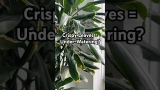 Those Crispy Leaf Tips Aren’t Always From Under-Watering… 🍃 #Plants #PlantCare #Houseplants #Shorts
