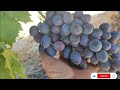 "Black 🍇 vs Red 🍇 | Bon Appétit