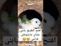افتح الطريق يابني عشان مابشوفش قدامي Foryou Explore Fyp Animals Rabbit اكسبلور افتح الطريق يابني عشان مابشوفش قدامي Foryou Explore Fyp Animals Rabbit اكسبلور