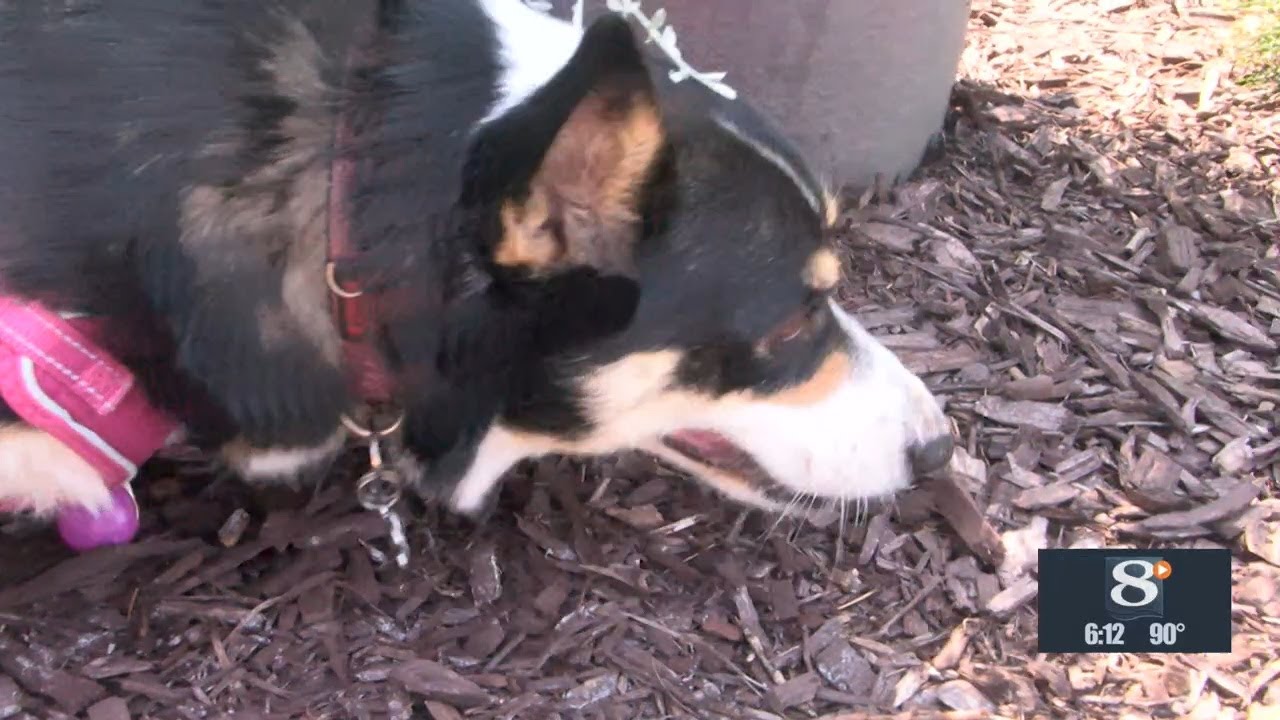 Pet Safety in Extreme Heat: Warning Signs Every Dog Owner Should Know