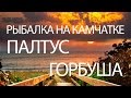 РЫБАЛКА на ПАЛТУСА и ГОРБУШУ - КАМЧАТКА