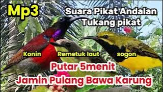 Suara Pikat Sogon Remetuk Laut Konin Terbaru, Paling Ampuh Atasi Burung Yang Susah Turun