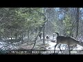 March 20th - April 3rd 2022 Trail Cam Videos Tomahawk Wisconsin