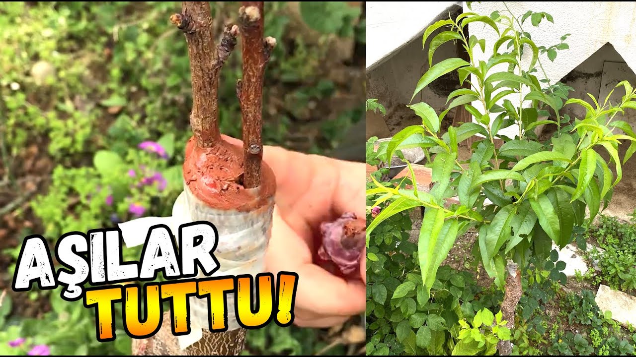 Прививка персика на сливовом дереве | Результат отличный!