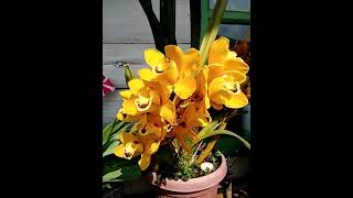 winterflowers youtube viral shorts tags views subscribe follow share comment gardening