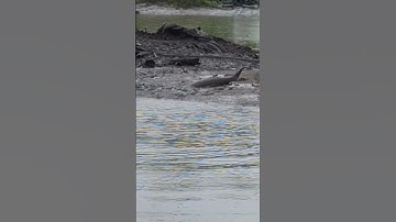 thuốc cá vuông #nhungdieuthuvi #cothebanchuabiet #vimanquetoi #fishing #shortvideo