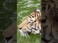 The Calm Power of a Swimming Tiger | Peaceful_Tranquil
