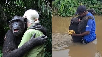 They REMEMBERED: The Chimpanzees Who Showed Unforgettable Gratitude