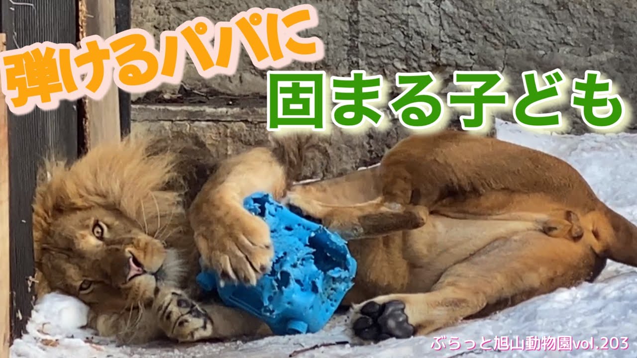 爆裂するオリトパパの遊びに姫達が固まる？イオママもお疲れモード全開？ライオン生活vol203@旭山動物園/A family froze at the burst of a lion male