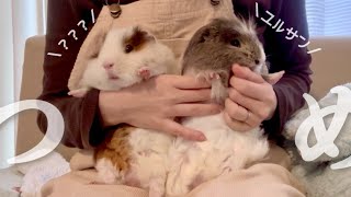 絶対に許さないモルモットの爪切り　Guinea pig nail clippers