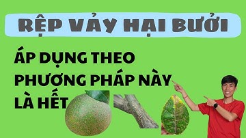 Hướng dẫn diệt rệp vảy hại bưởi để giúp cây khỏe mạnh và tăng năng suất trái | Phạm Đức Thiện