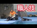 鳥羽水族館の話題の“おじさん飼育員”さんとバイカルアザラシの様子が何気にすごい!