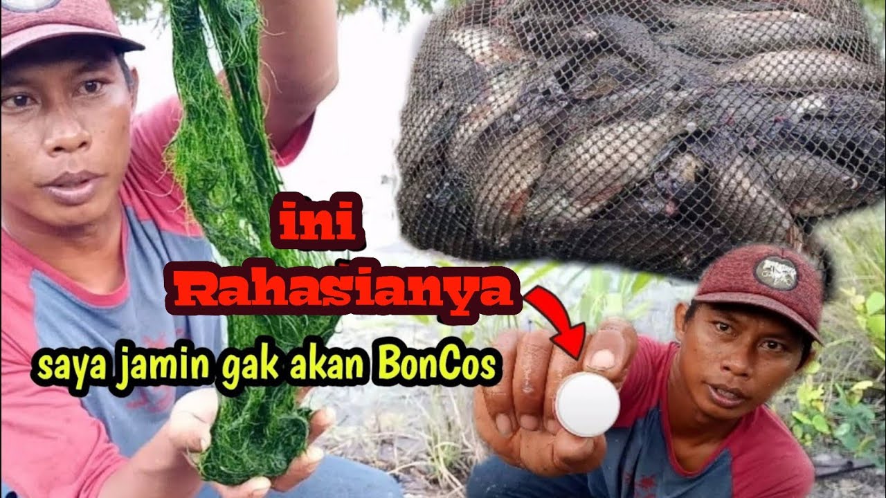 100% ampuh! essen paling ampuh mancing nila dan jair liar