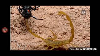скорпион в деле! скорпион против тарантула, краба, богомола, сверчка, сольпуги, шершня, и даже ежа.