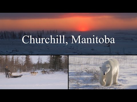 Video: Prima Di Dirigersi A Nord Verso Churchill, Manitoba, Controlla Winnipeg