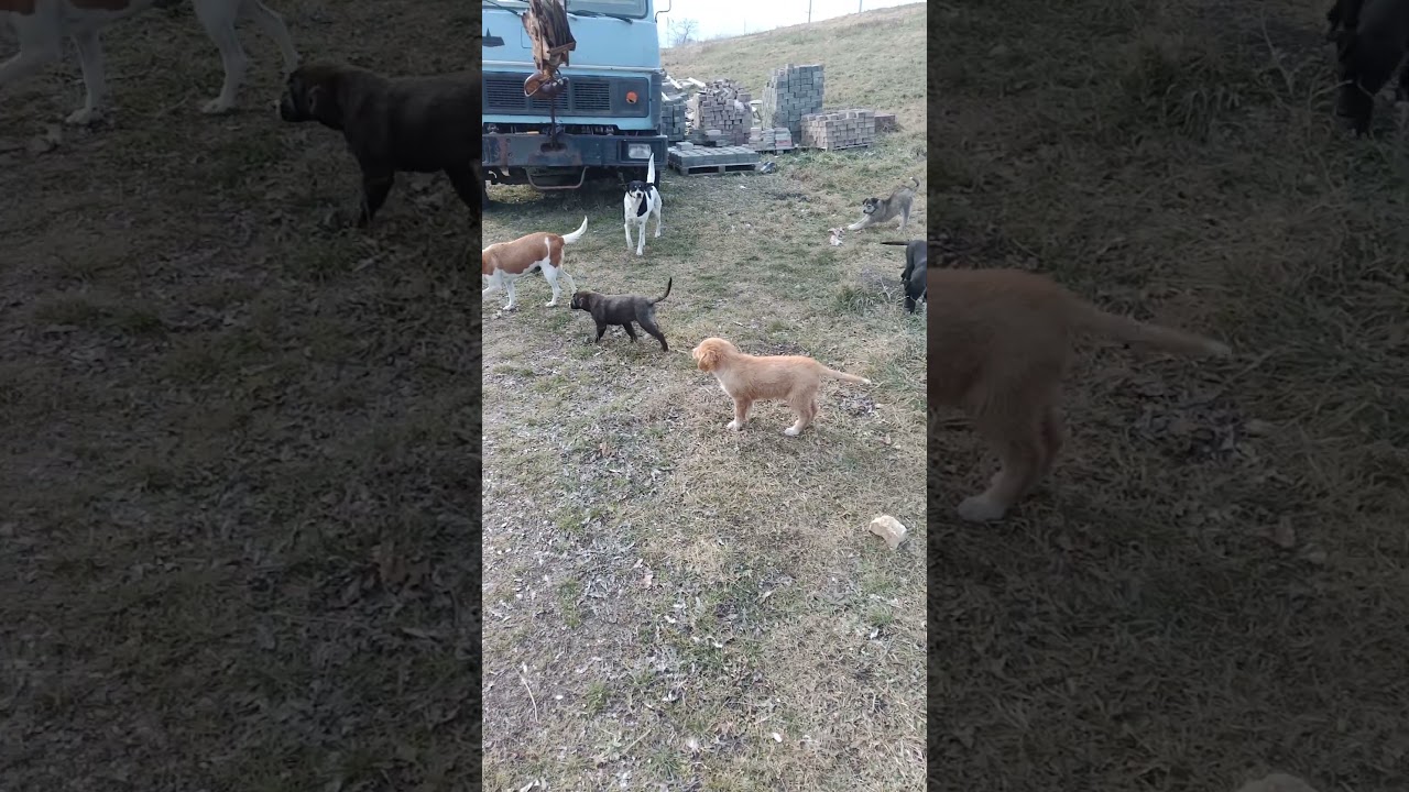 Сторожевые собаки в храмовый комплекс Петра и Павла Ессентуки зима 2026