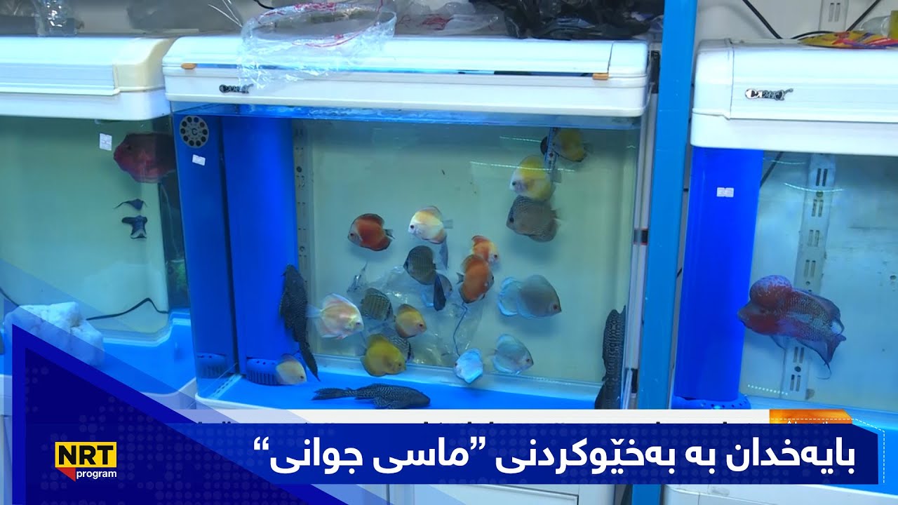 بەیانیت باش کوردستان - بایەخدان بە بەخێوکردنی “ماسی جوانی”