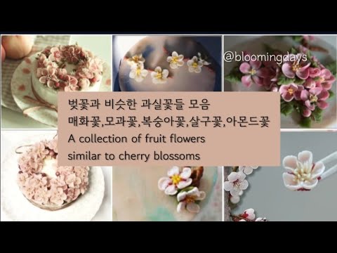 벚꽃과 비슷한 과실꽃들 모음 A collection of fruit flowers similar to cherry blossoms /flower piping /cake <strong>deco</strong>