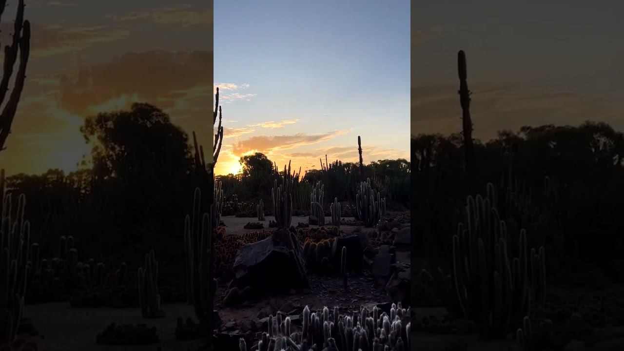 "Golden Spines: A Desert Sunset Story"