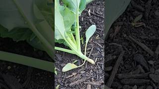 WIND DAMAGE-How to Protect Your Plants