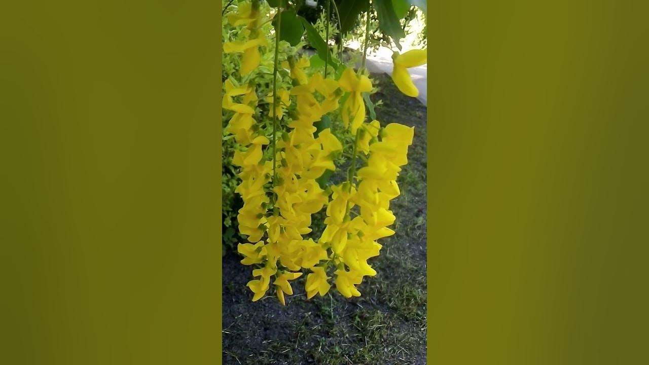 акація жовта 🌻 - YouTube