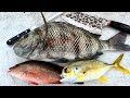 Fat, Toothy Sheepshead and Snapper Catch n' Cook!