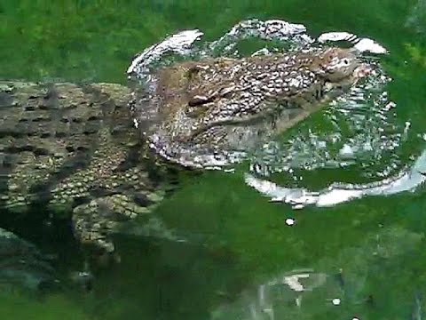 貴重！★迫力サイス！45ｃｍ ナイルワニ （Nile crocodile） 頭骨 即納 貴重！☆ナイルワニ （Nile crocodile） の頭骨 【A】 - 頭骨