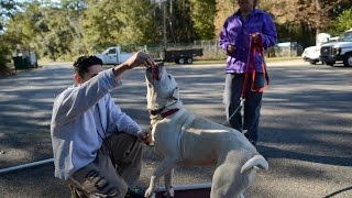 Inmate helps to train dogs at Beaufort animal shelter
