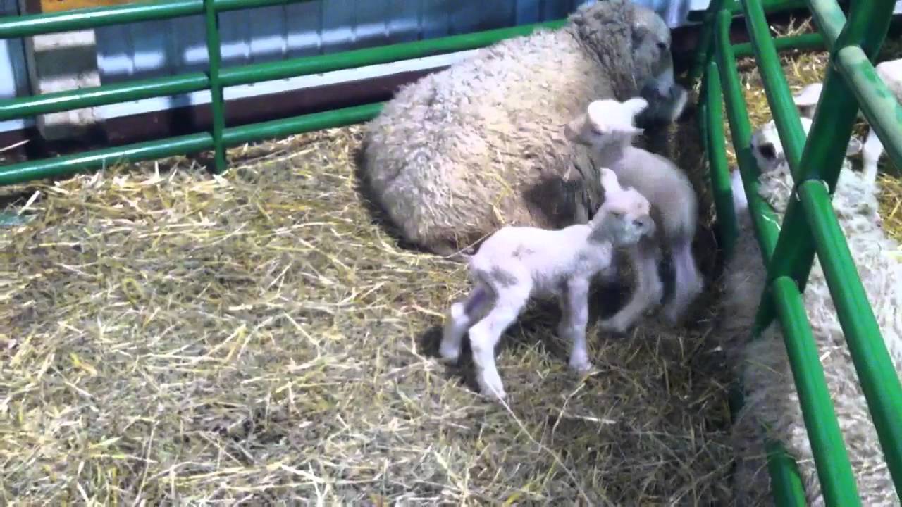New lambs at Lake Metroparks Farmpark