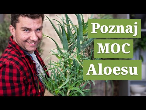 Wideo: 4 sposoby na wykorzystanie aloesu w leczeniu zaparć