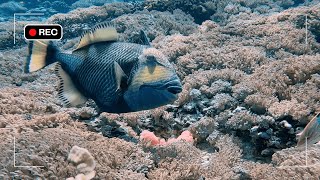 First Documentation of Titan Triggerfish Guarding Eggs on a Remote Camera (Nusa Penida)