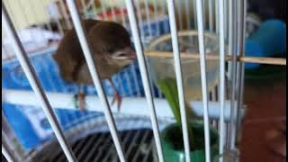 Anakan Merbah Belukar Jomblo