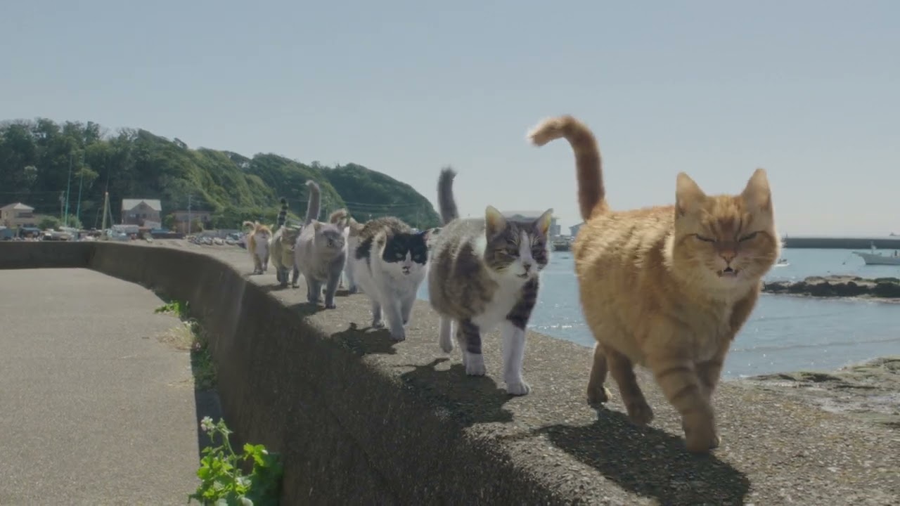 歌おう！ニッシンボー　「ネコ」篇 | 0:15 | 日清紡グループ公式チャンネル | 3.97K subscribers | 514,590 views | July 8, 2024