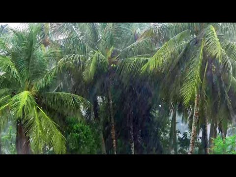 Heavy Rain in Village | for Sleeping Study Focus Yoga & Relaxation | White Noise | Beauty of Nature