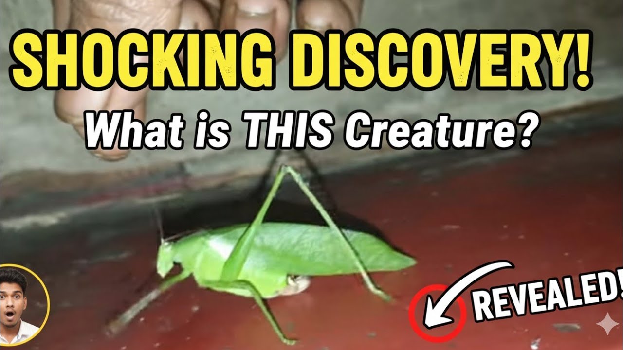 OMG! This Green Insect Looks Unreal 😱 | Shocking Close-Up - YouTube