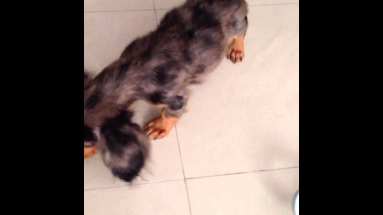 Lexie Mini Dachshund still having kennel cough YouTube