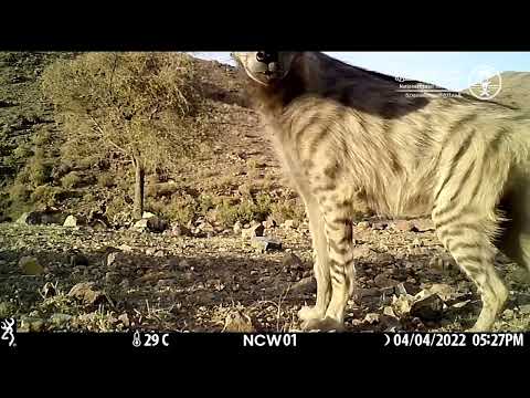 وثائقي الضبع المخطط المركز الوطني لتنمية الحياة الفطرية