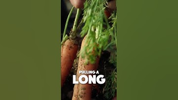 The Crucial Step Gardeners Skip When Growing Carrots