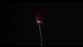 Madilyn Bailey - Titanium (Re-Recorded Version) [Visualizer]