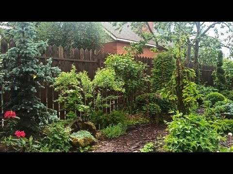 Обзор сада 25.05.25 и 01.06.25. Садовый архив.