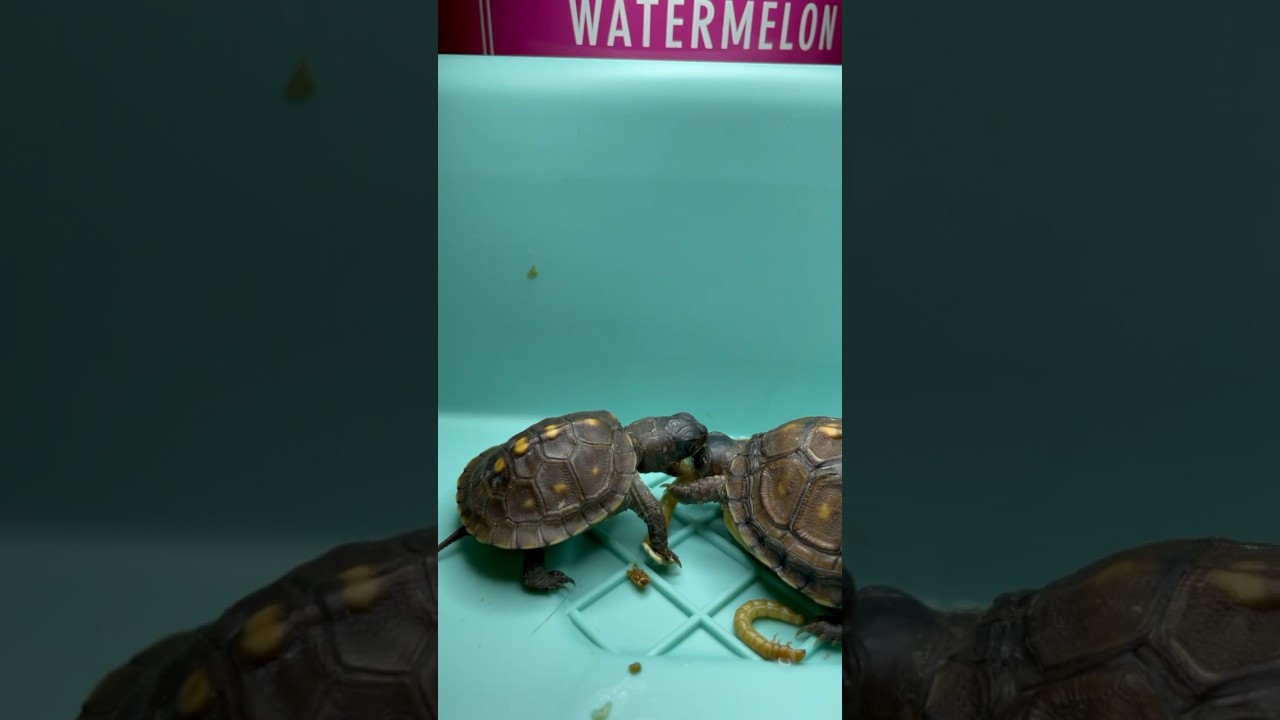 I Can’t Believe This Happened #easternboxturtle #reptile #shortvideo