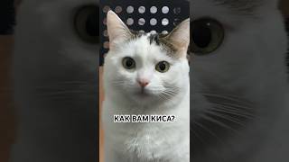 Моя кошка #youtubeshorts #short #хочувтренды #кошка #cat #видео #тикток #трендытикток #подпишись