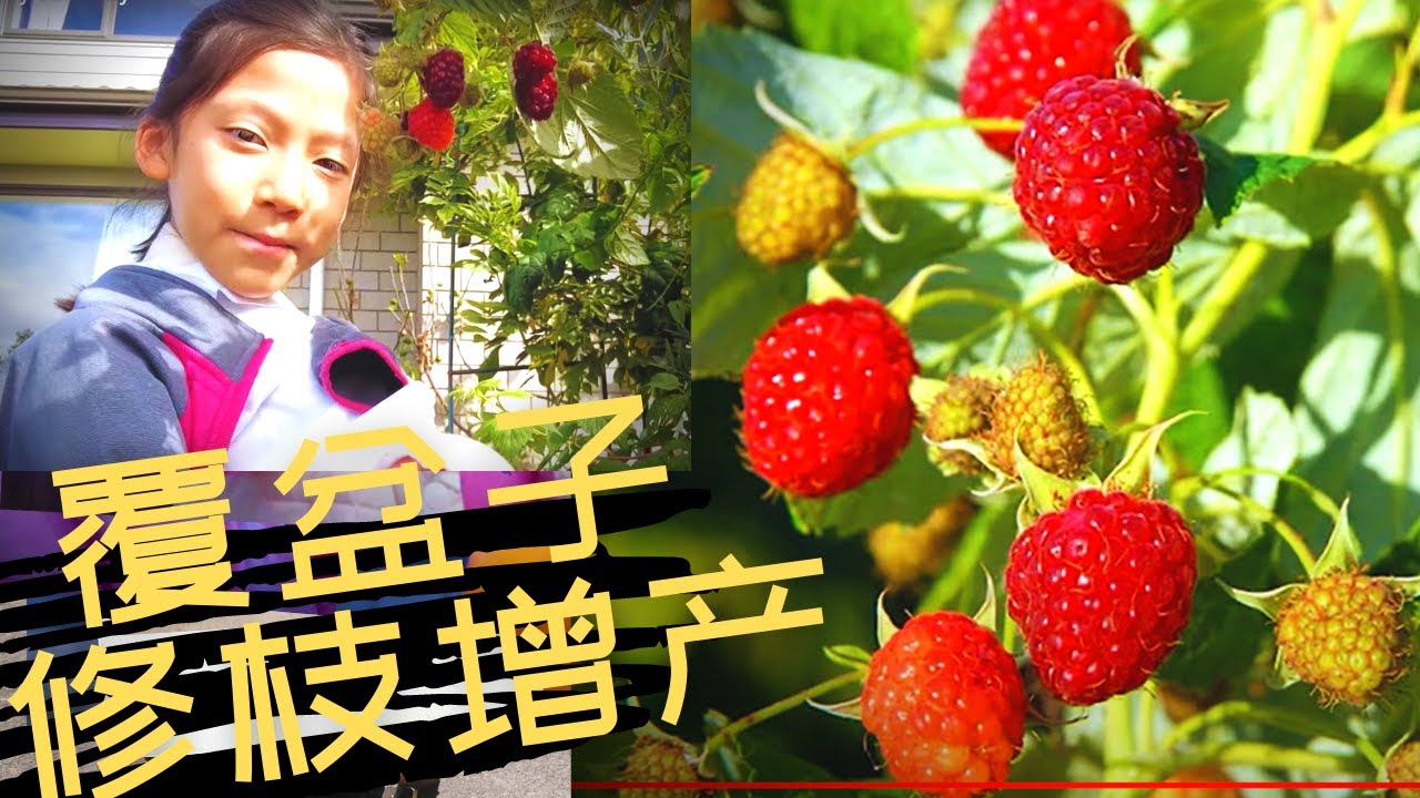 怎么种树莓 覆盆子的种植诀窍 修枝可以增产 树莓raspberry覆盆子又丰收啦 给受伤的二女儿补补 Youtube 怎么种树莓 覆盆子的种植诀窍 修枝可以增产 树莓raspberry覆盆子又丰收啦 给受伤的二女儿补补 Youtube