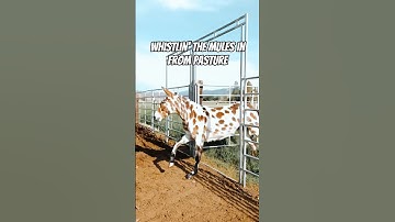 Spotted mule coming in HOT! 🔥 #horse #donkey #mule #equestrian