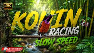 MASTERAN DAN PANCINGAN KONIN FULL ISIAN SLOW SPEED NGEBREN COCOK UNTUK KONIN BAHAN