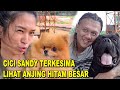 CICI SANDY TERKESIMA LIHAT ANJING HITAM BESAR