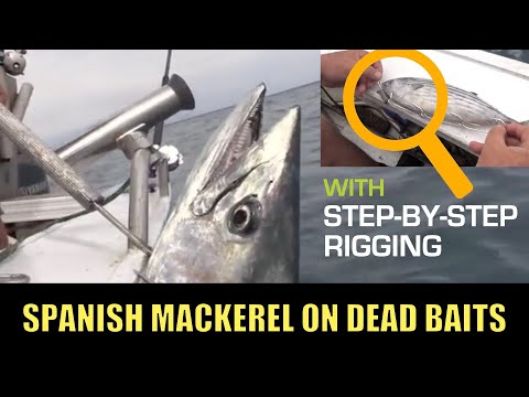 How to rig swimming baits for mackerel 