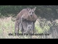 Kangaroo Mating, part 2: Copulation